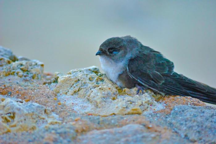 563950_494908017199978_153274121_n