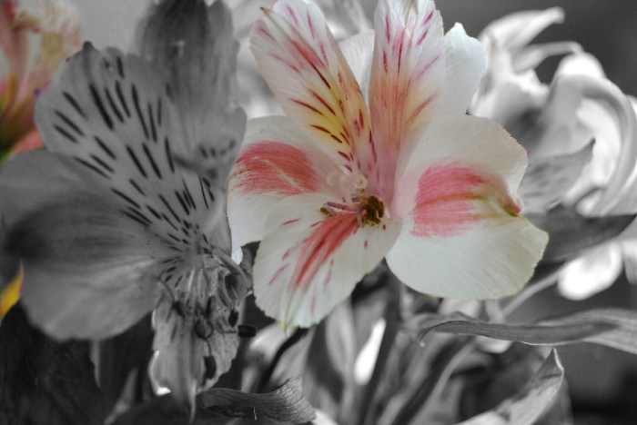 2aa737eaffe44264835c3bbb71cbf803