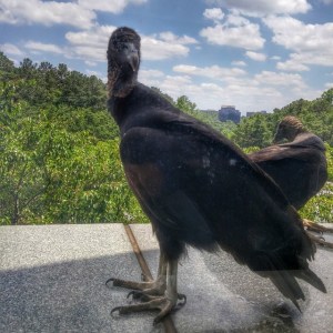 11348312_880093245383425_673008268_n